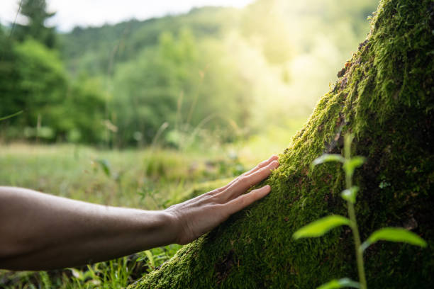 How Our Tree Care Process Works  in  Fayetteville, TN